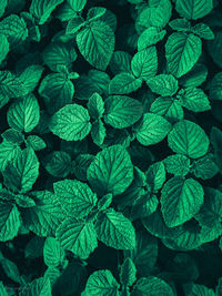Full frame shot of green leaves