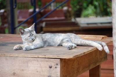 Cat on wood