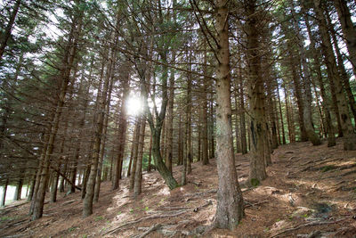 Trees in forest