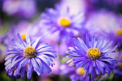 Close-up of purple flowering plants