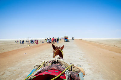 Horse to white dunes 