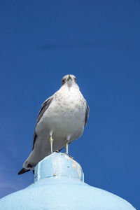 Low angle view of seagull perching on snow