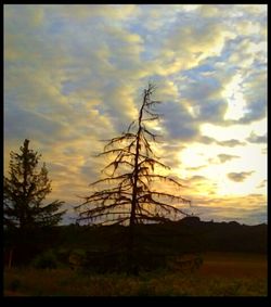 Silhouette trees on landscape against sky during sunset