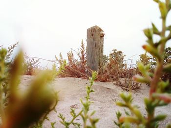 Plants against clear sky