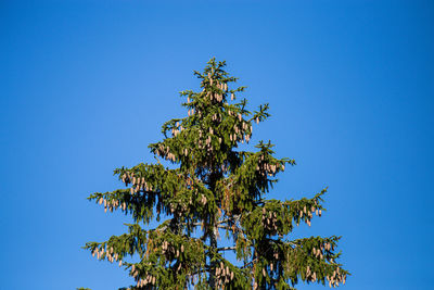 Low angle view of tree against clear blue sky