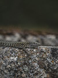 Close-up of lizard on rock