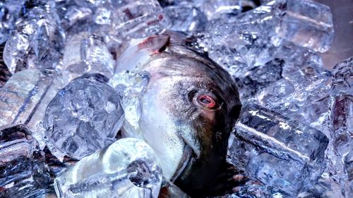 Close-up of fish in ice for sale