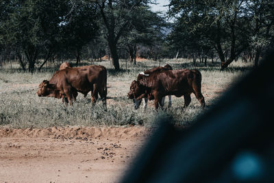 Cows standing in a field