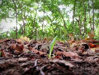 Close-up of dry leaves on field