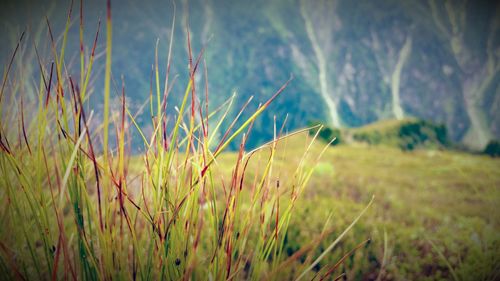 Close-up of fresh grass in field