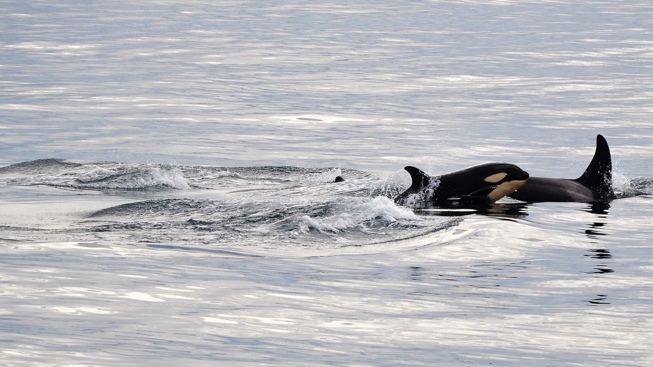 animals in the wild, water, one animal, animal themes, nature, animal wildlife, sea, waterfront, swimming, no people, mammal, outdoors, day, aquatic mammal, sea life, beauty in nature, scenics, whale, sky