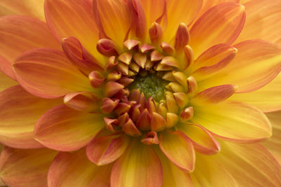 Close-up of dahlia