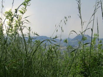 Close-up of grass on field against sky