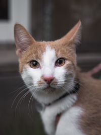 Close-up portrait of cat