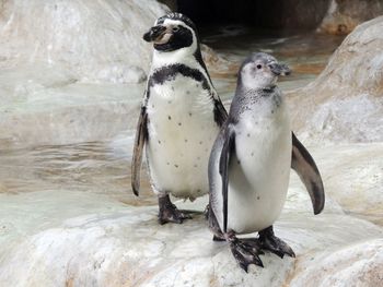 High angle view of penguins on rock