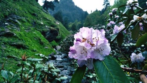 Close-up of flower tree