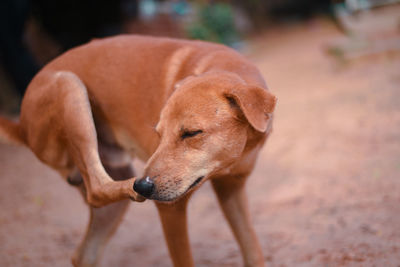 View of a dog on field