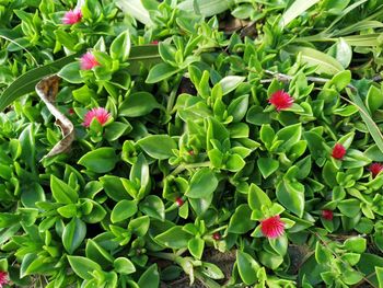 High angle view of pink flowering plants