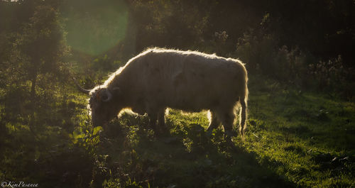 Horse standing in a field