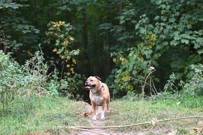 Dog in a forest