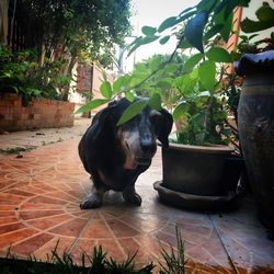 mammal