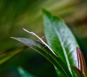 Close-up of insect on plant