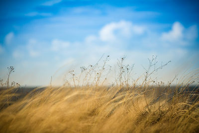 Close-up of wheat field against sky