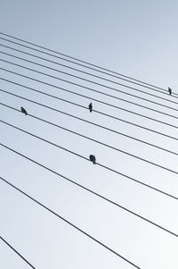 Low angle view of birds perching on cable against sky