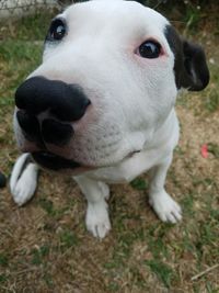 Close-up portrait of dog