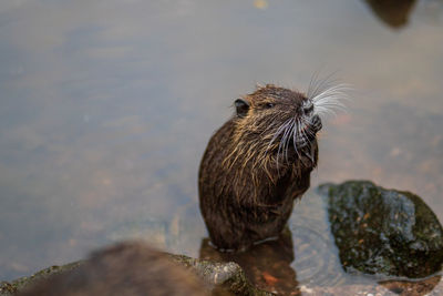 Close-up of an animal on rock by lake