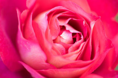 Close-up of pink rose blooming outdoors