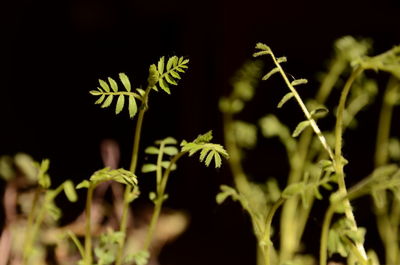 Close-up of fresh green plant