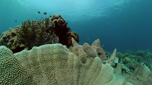 Fish swimming in sea