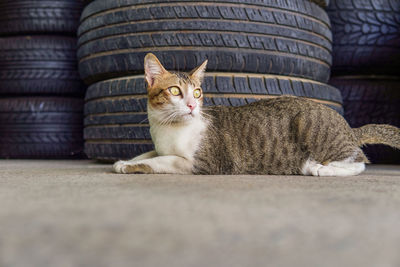 Tabby cat resting indoors