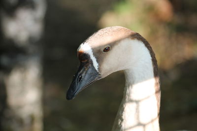 Close-up of bird