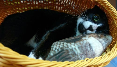 Close-up of cat relaxing in basket