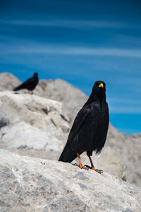 Black bird with yellow beak in the mountain tops