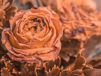 Close-up of wilted rose during autumn