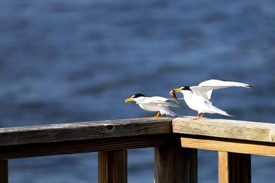 Seagull perching on railing against sea