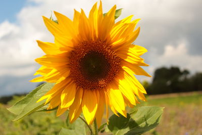 Close-up of sunflower on field against sky