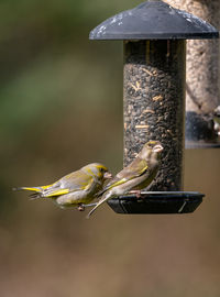 Close-up of birds perching on a bird feeder