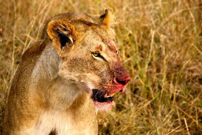 Lion covered in blood