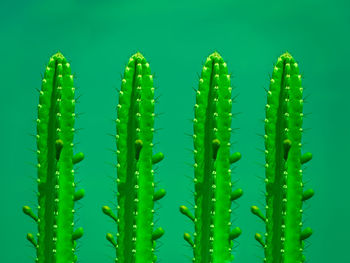 Close-up of succulent plant against blue background