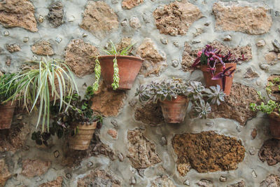 Potted plants against wall