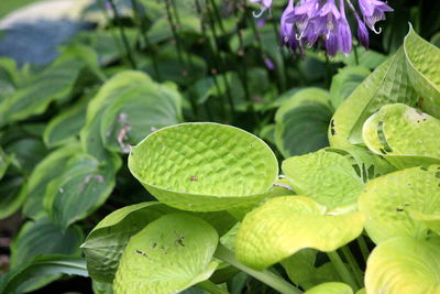 Close-up of lotus water lily on leaves