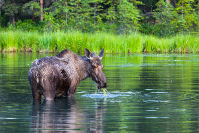 Elephant in a lake