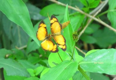 Close-up of plant