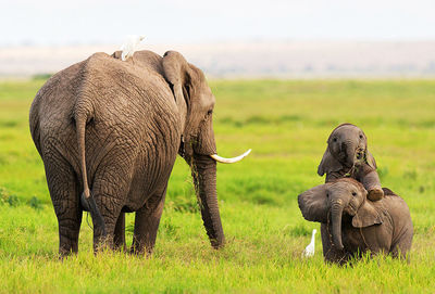 Elephant in a field