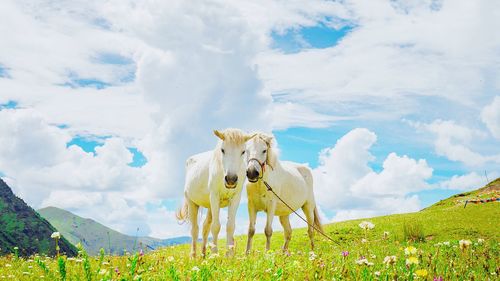 Panoramic view of a horse on field