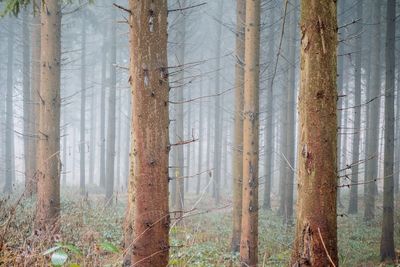 Pine trees in forest